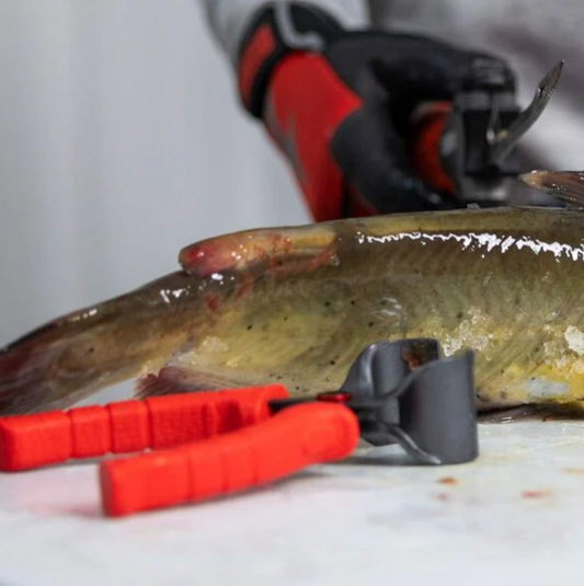 Fish being held by a person wearing gloves with a tool on a white background