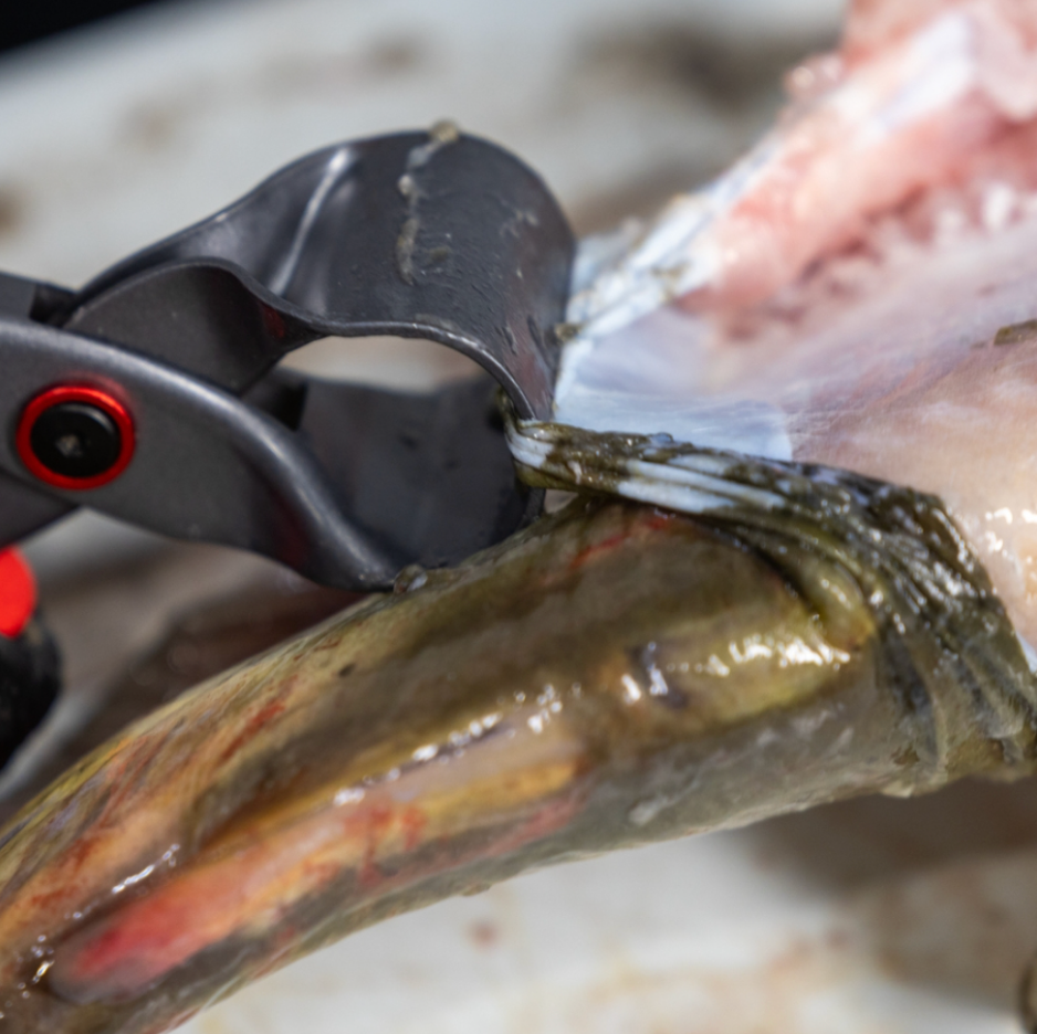 Fish being gutted with a pair of pliers on a blurred background