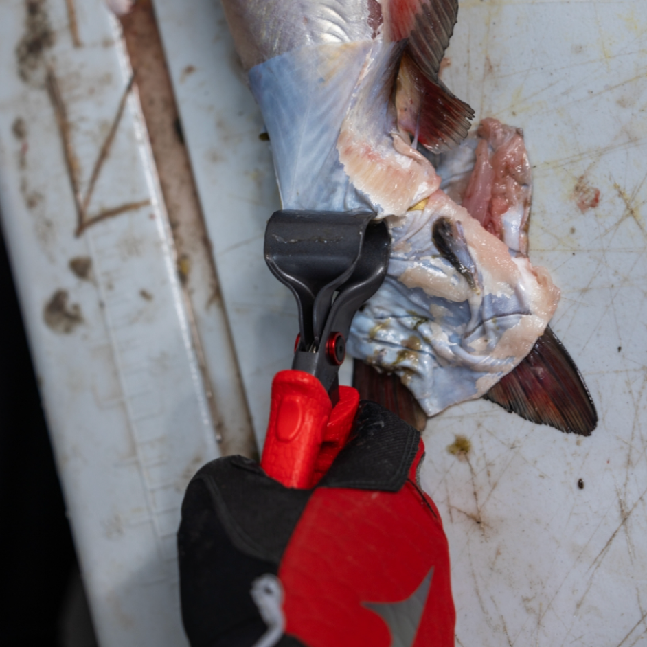 Fish being gutted with a pair of red pliers on a white surface.