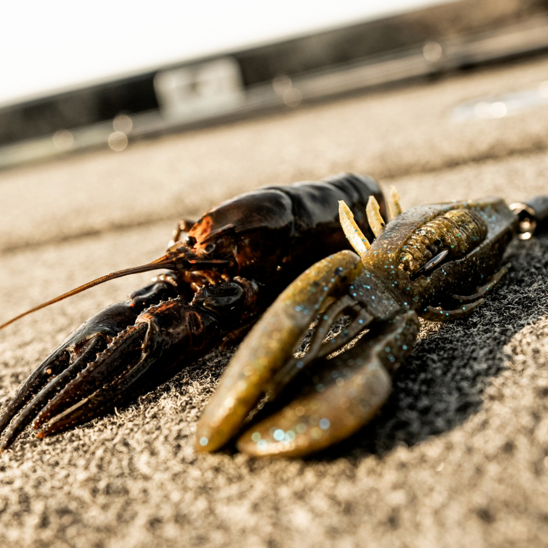 Close-up of a lobster on sandy ground with blurred background