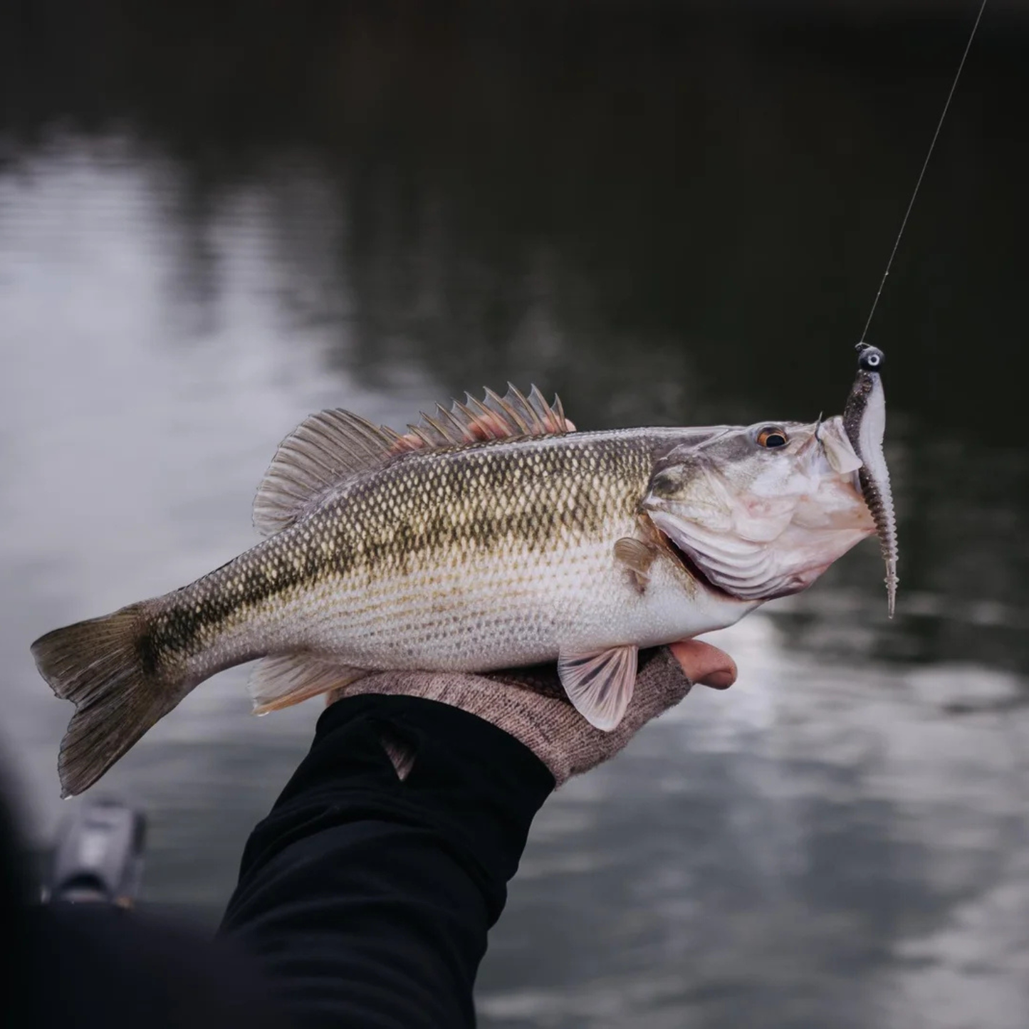 CRUSHCITY FREELOADER 4.25" 6PK - PEARL WHITE