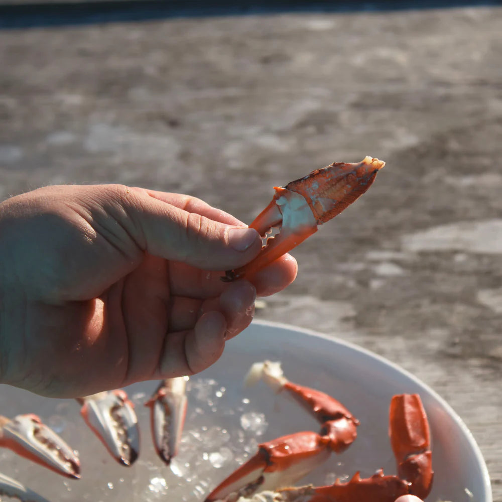 Hand holding a cooked crab claw with a blurred background