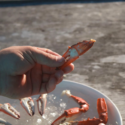 Hand holding a cooked crab claw with a blurred background